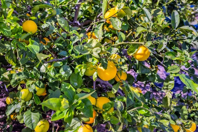 Listing Image for 50 Poha Pl 47 of 50