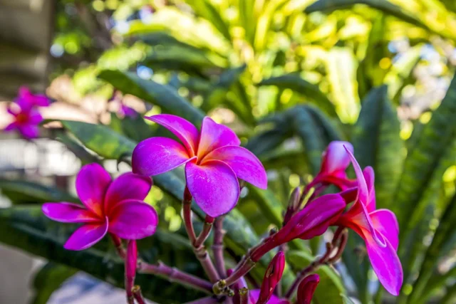 Listing Image for 715 S Kihei Rd 107 24 of 29