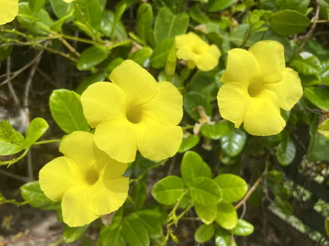 Listing Image for 24 Laumakani Loop 41 of 50