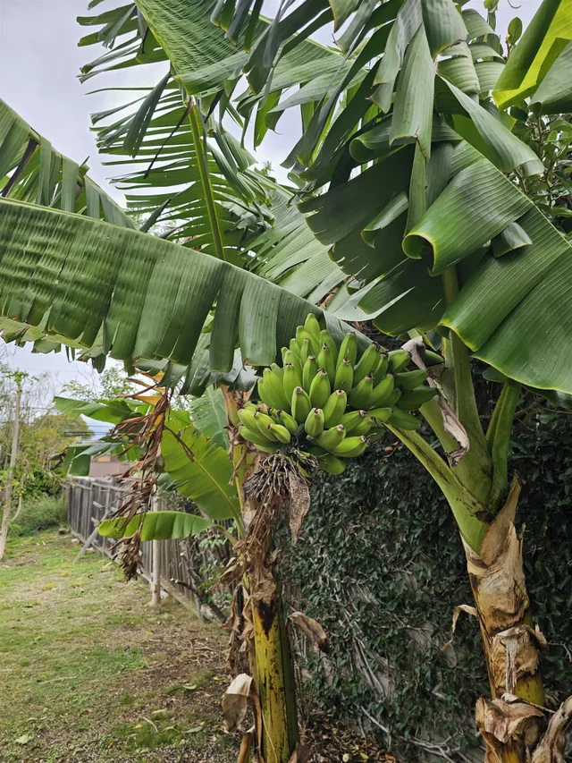 Listing Image for 2a Kilakila Pl 17 of 19