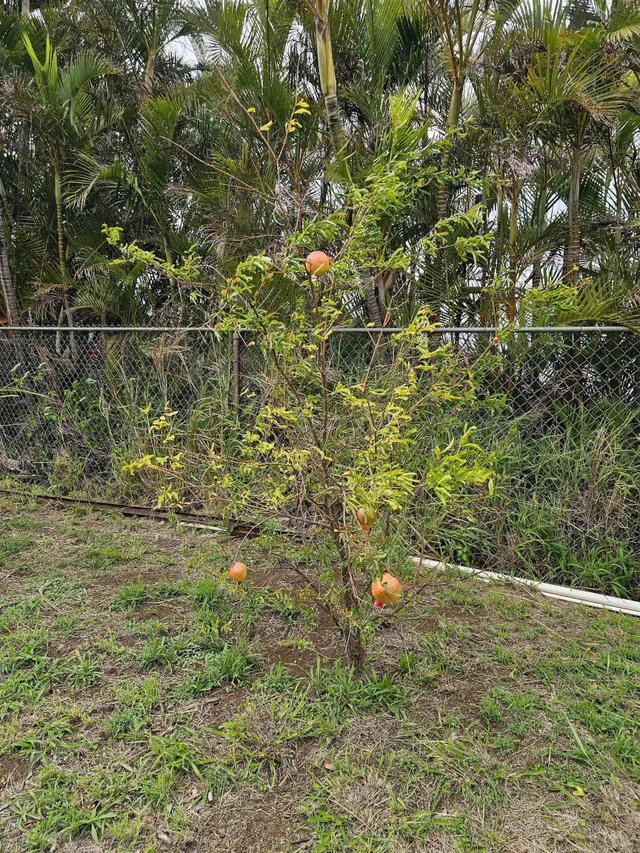 Listing Image for 2a Kilakila Pl 18 of 19