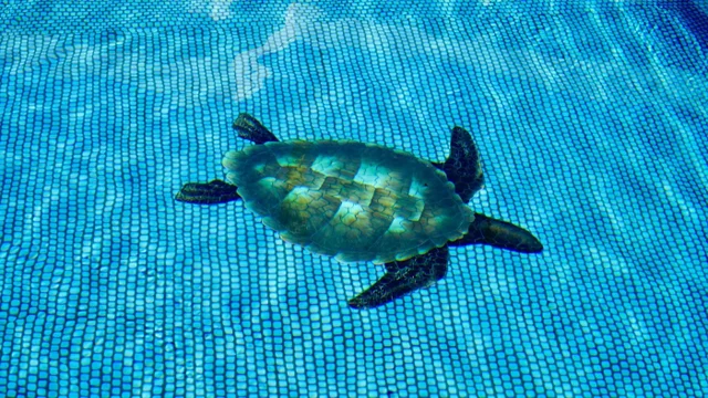 Listing Image for 2531 S Kihei Rd D 410 30 of 50