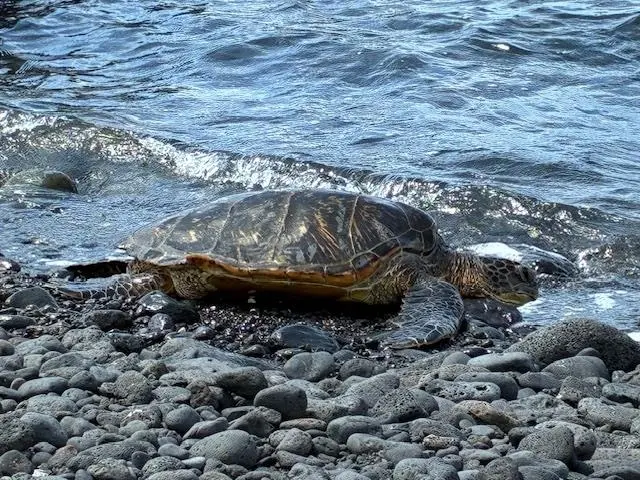 Listing Image for 3600 Wailea Alanui Dr 2010 40 of 50