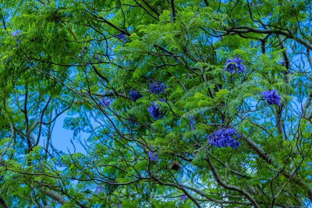 Listing Image for 26 Kula Hwy Unit B 13 of 32