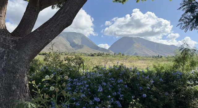 Listing Image for 311 Haniu St 7a 14 of 15