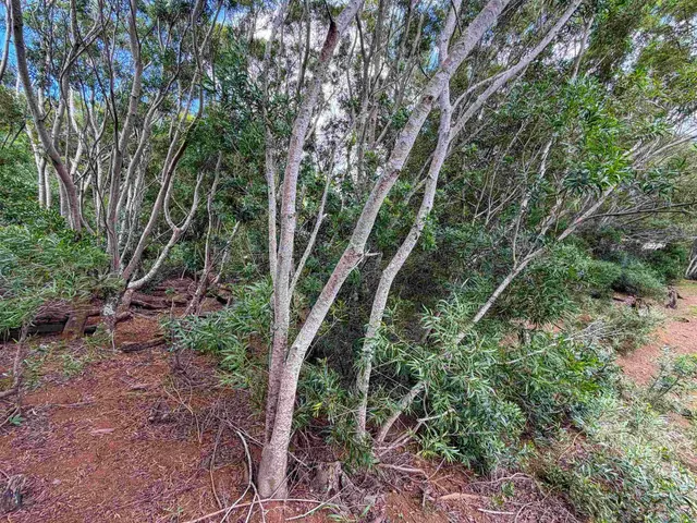 Listing Image for 2108 Akeu Way 2 of 9