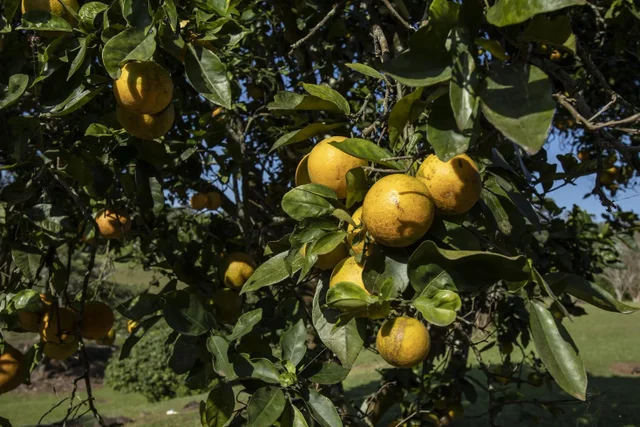 Listing Image for 30 Mamao Pl 33 of 50