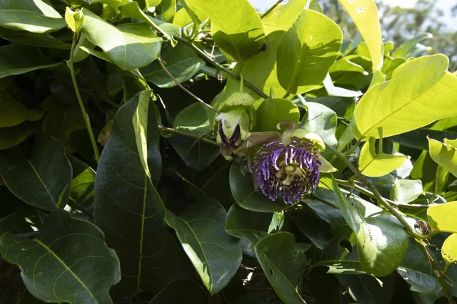 Listing Image for 30 Mamao Pl 38 of 50