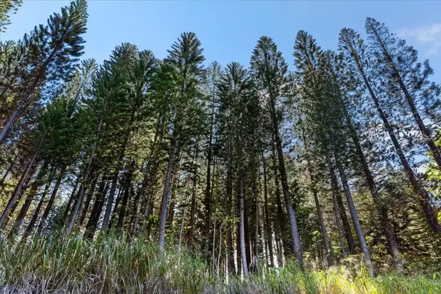 Listing Image for 2481 Lilikoi Rd 40 of 42