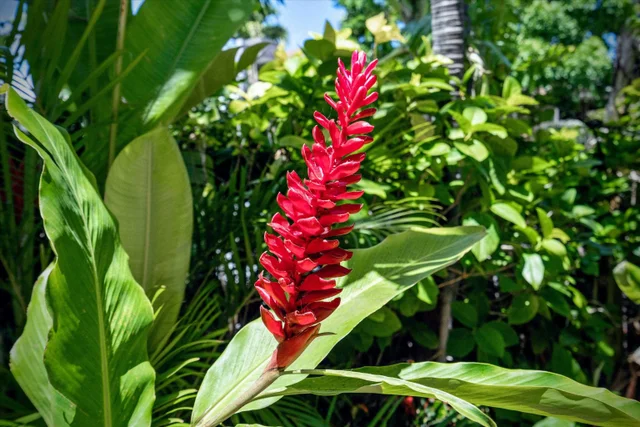 Listing Image for 140 Uwapo Rd 39-102 28 of 40