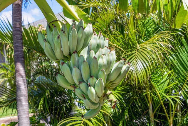 Listing Image for 140 Uwapo Rd 39-102 32 of 40