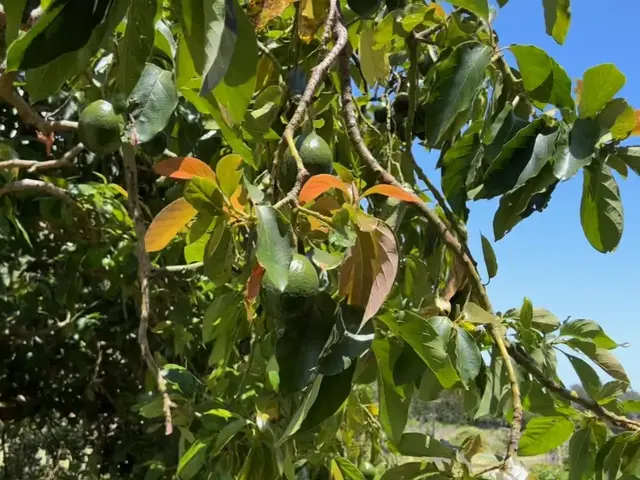 Listing Image for 2594 Puuomalei Rd 4 of 30
