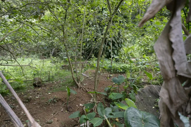 Listing Image for 1448 W Kuiaha St 18 of 25