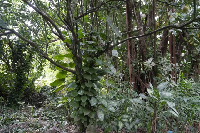 Listing Image for 1448 W Kuiaha St 19 of 25