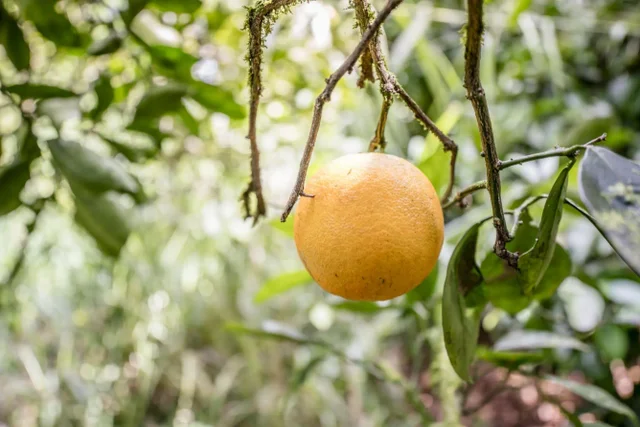 Listing Image for 1448 W Kuiaha St 20 of 25