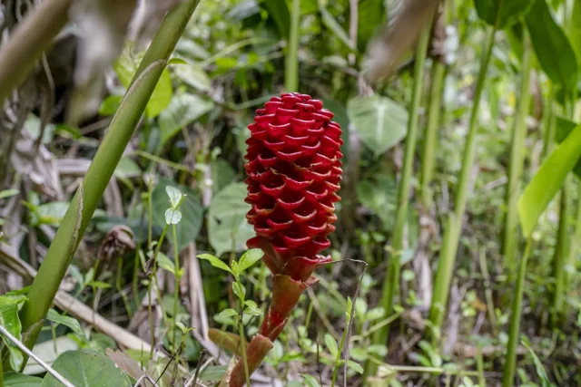 Listing Image for 1448 W Kuiaha St 21 of 25