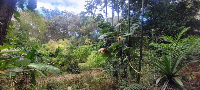 Listing Image for 1448 W Kuiaha St 3 of 25