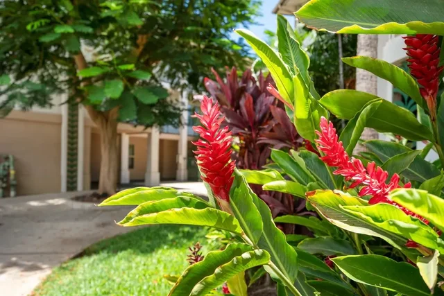 Listing Image for 44 Kanani Rd 2-102 34 of 42