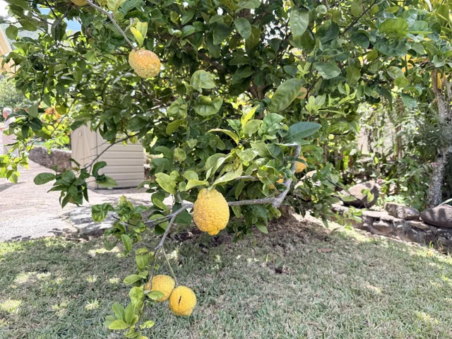 Listing Image for 219 Ekoa Pl 48 of 50