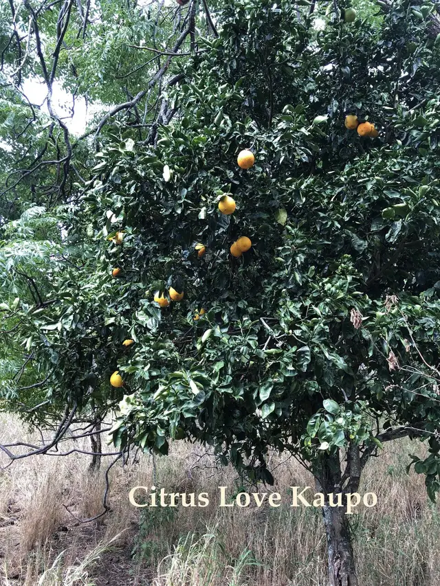 Listing Image for 0 Maua Rd 13 of 31