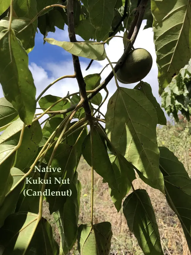Listing Image for 0 Maua Rd 18 of 31