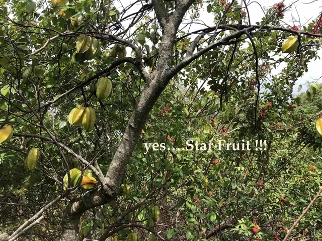 Listing Image for 0 Maua Rd 6 of 31