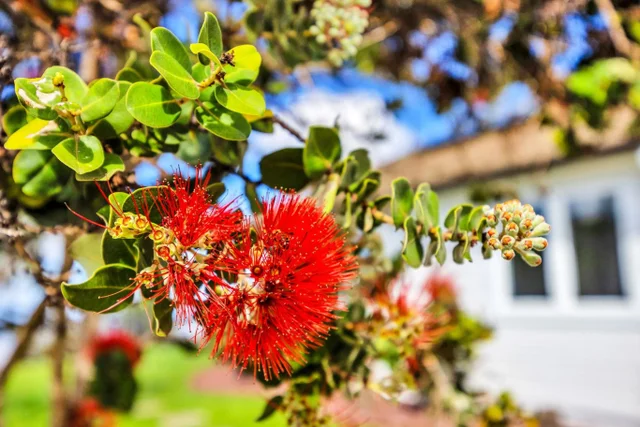 Listing Image for 7733 Kula Hwy 20 of 43