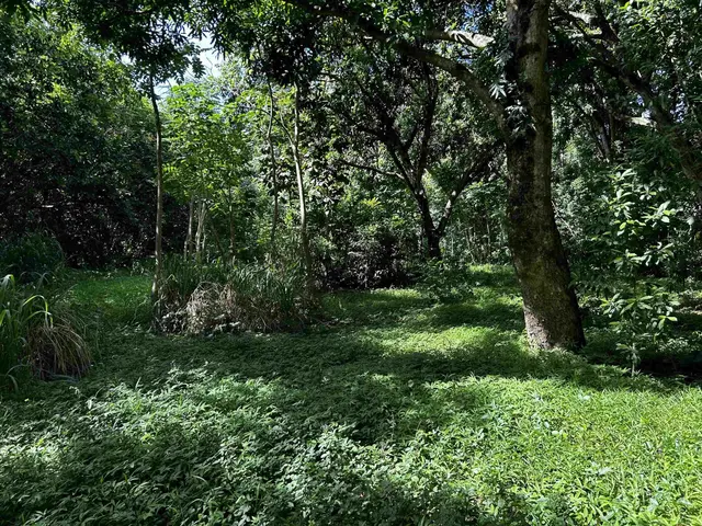 Listing Image for 159 Waiohonu Rd 14 of 20