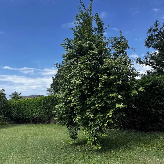 Listing Image for 245 Mokuahi St Unit A 48 of 50