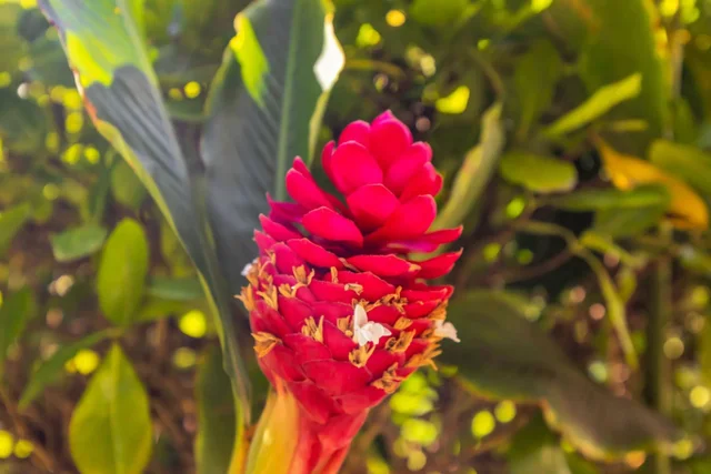 Listing Image for 50 Puu Anoano St 1803 38 of 40