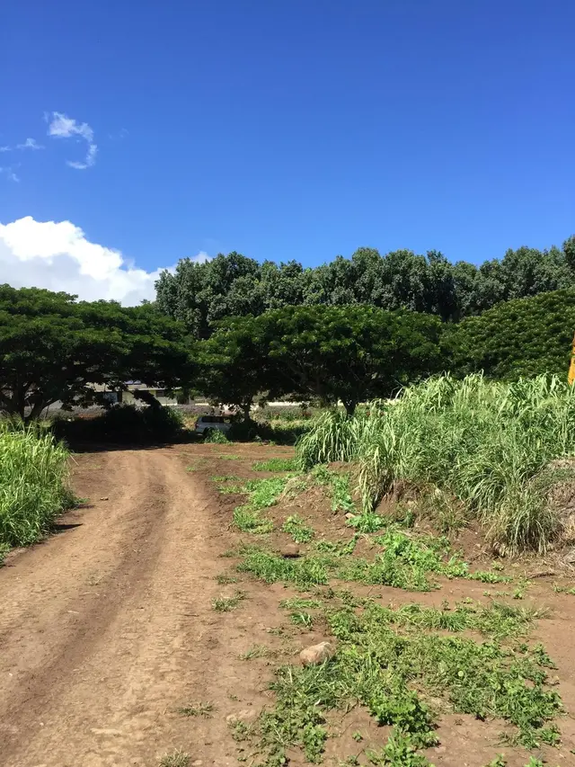 1503 Piihana Rd, Wailuku, 402101 - 4/4
