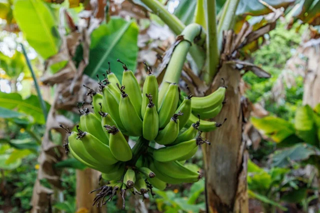 Listing Image for 2661 Kekaa Dr C-103 47 of 50