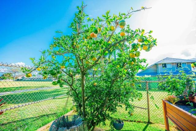 Listing Image for 55 Kuuhale Pl 42 of 42