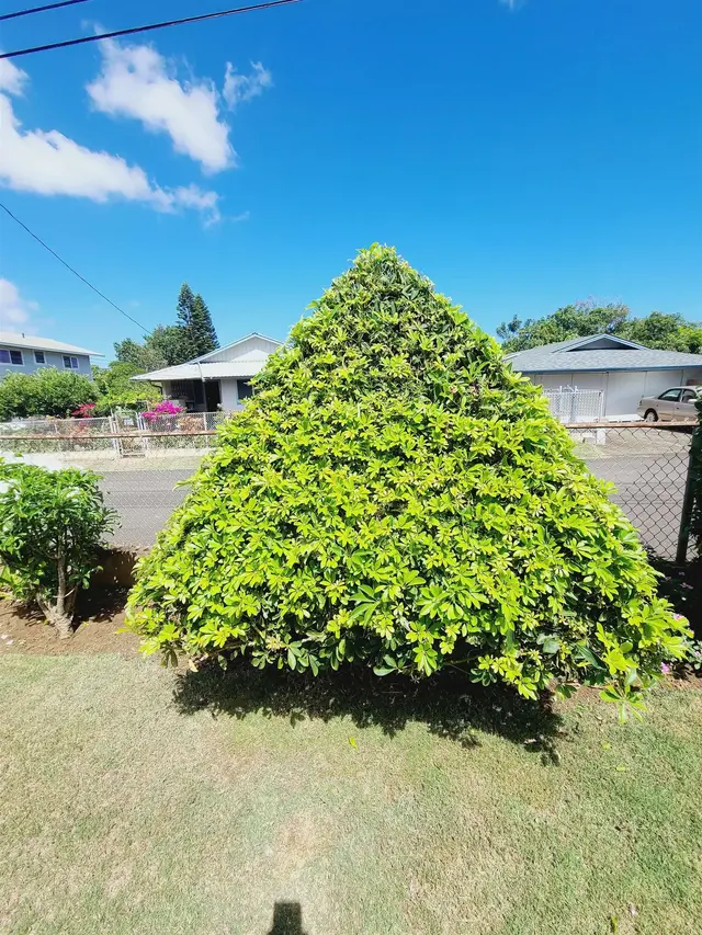 Listing Image for 916 Maile St 31 of 37