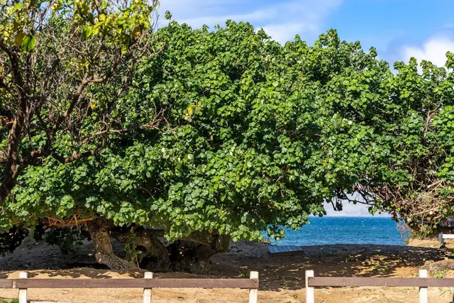 Listing Image for 10 Kai Makani Loop A 103 24 of 50