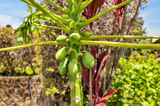 Listing Image for 3600 Wailea Alanui Dr 2201 38 of 50