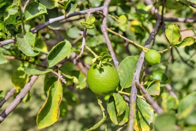 Listing Image for 3600 Wailea Alanui Dr 2201 40 of 50