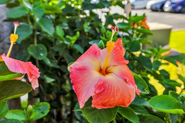 Listing Image for 132 Hoowaiwai Loop 1605 22 of 30