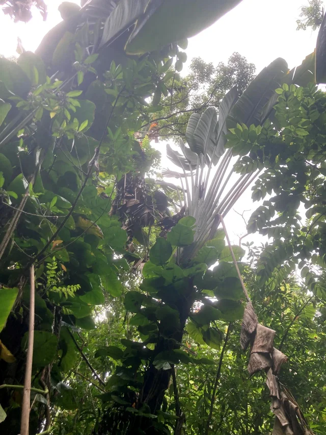 Listing Image for 772 Nahiku Rd 16 of 30