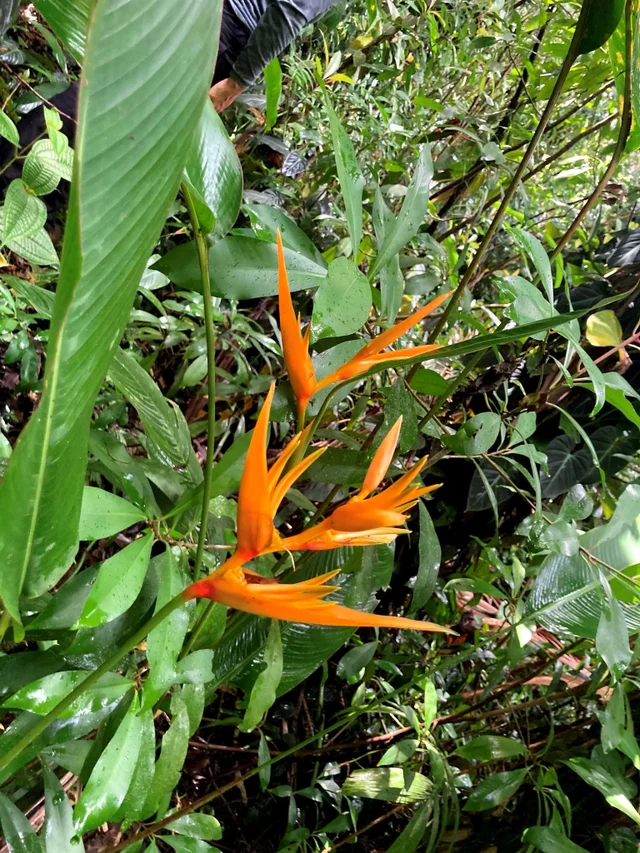 Listing Image for 772 Nahiku Rd 17 of 30