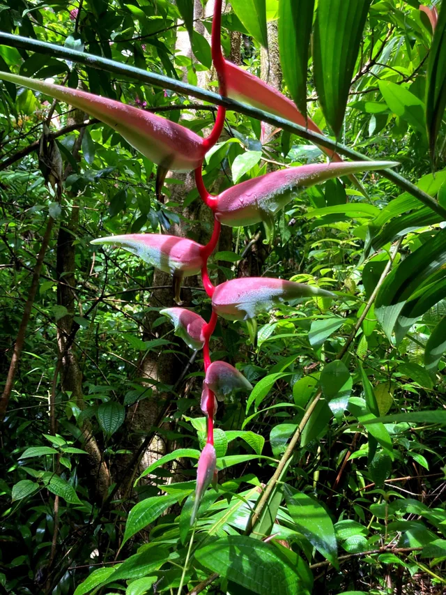 Listing Image for 772 Nahiku Rd 18 of 30