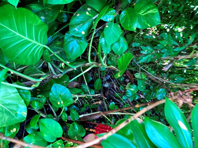 Listing Image for 772 Nahiku Rd 19 of 30