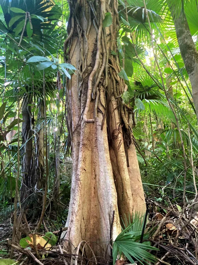 Listing Image for 772 Nahiku Rd 22 of 30