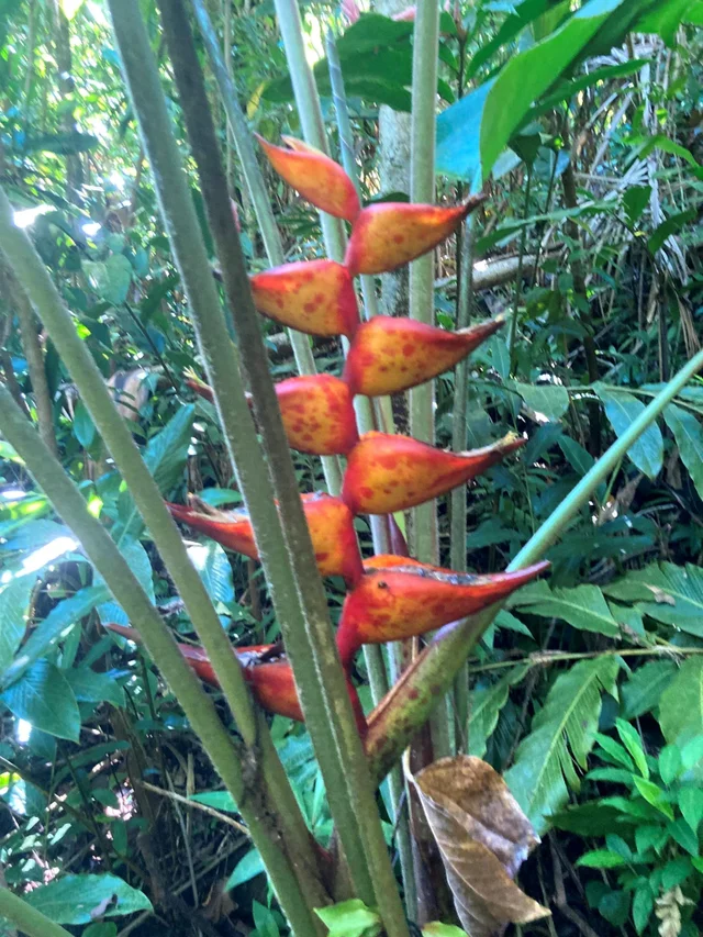 Listing Image for 772 Nahiku Rd 24 of 30