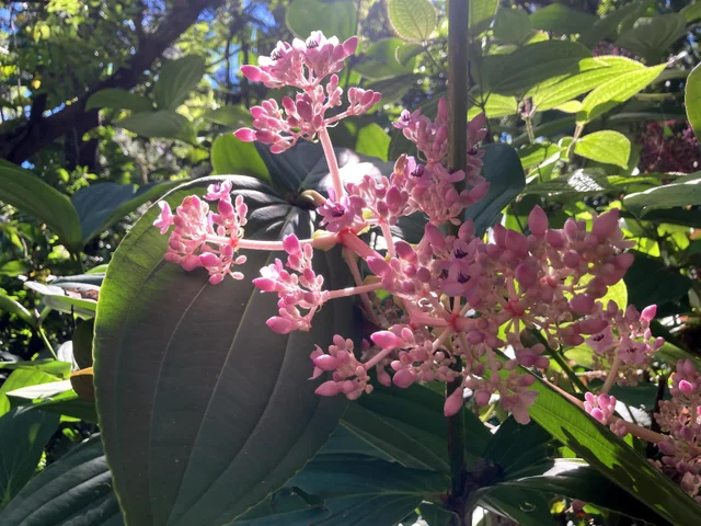 Listing Image for 772 Nahiku Rd 27 of 30