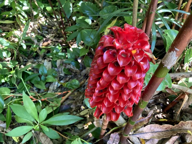 Listing Image for 772 Nahiku Rd 28 of 30