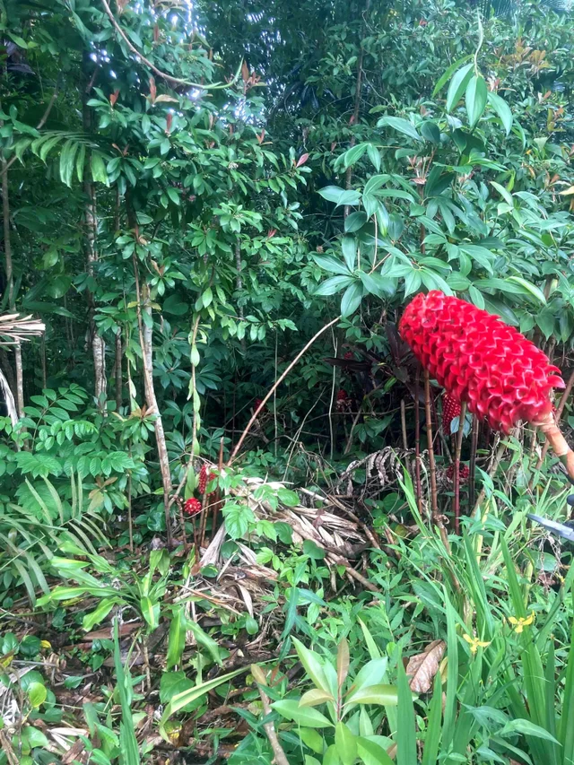 Listing Image for 772 Nahiku Rd 6 of 30