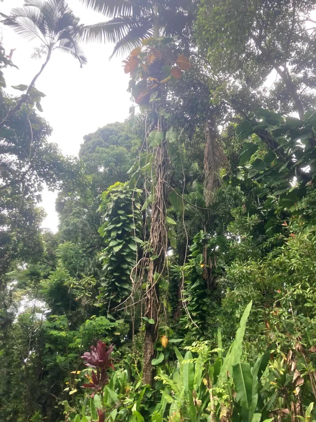 Listing Image for 772 Nahiku Rd 8 of 30