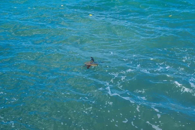 Listing Image for 4471 Lower Honoapiilani Rd 112 23 of 28