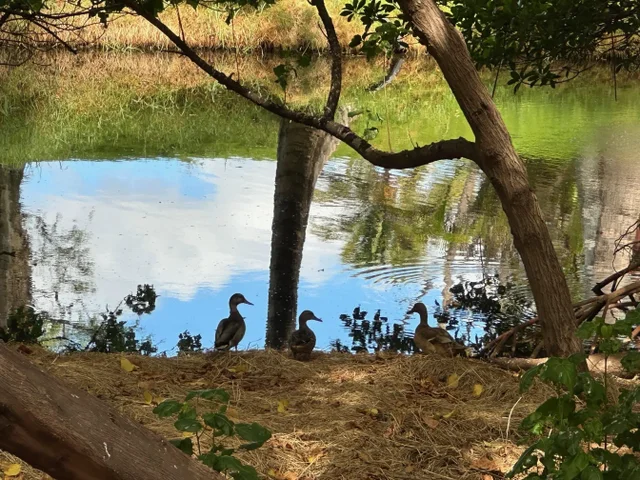 Listing Image for 83 W Kapu Pl 29 of 29